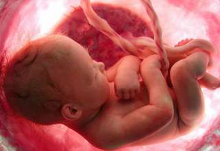 ヒトの胎生期の発達