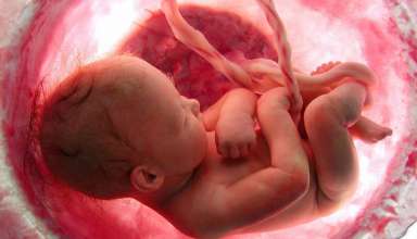 ヒトの胎生期の発達
